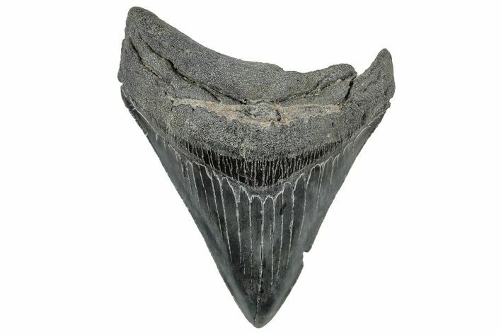 Serrated, Fossil Megalodon Tooth - South Carolina #306280